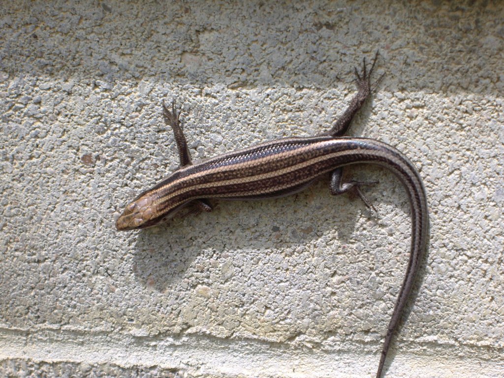 Maywoods - May 2009 - 5 Line Skank Lizard