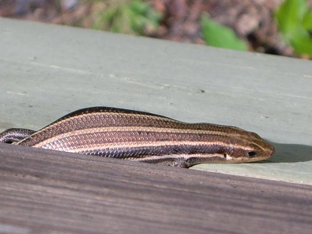 Maywoods - May 2009 - 5 Line Skank Lizard