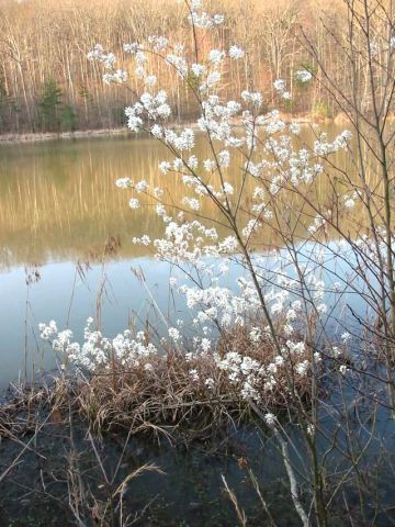 Trees just beginning to bloom